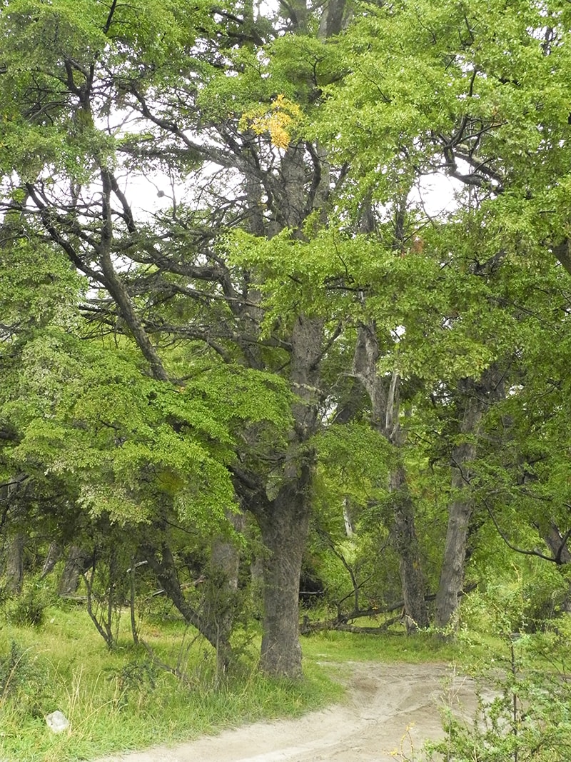 Изображение особи Nothofagus dombeyi.