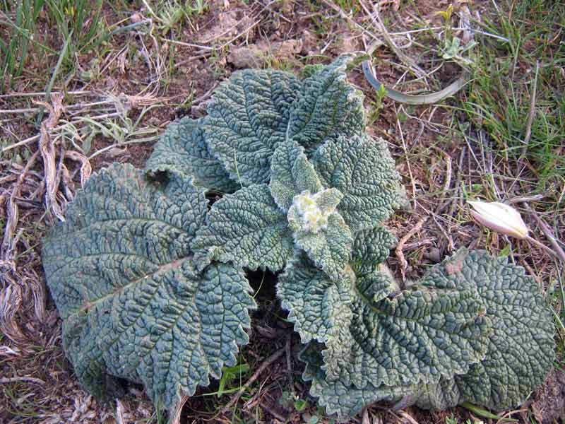 Image of Eremostachys isochila specimen.