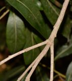 Bontia daphnoides