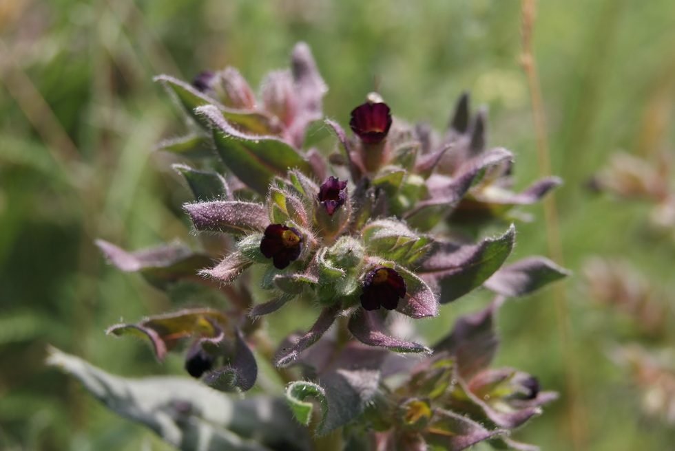Image of Nonea rossica specimen.