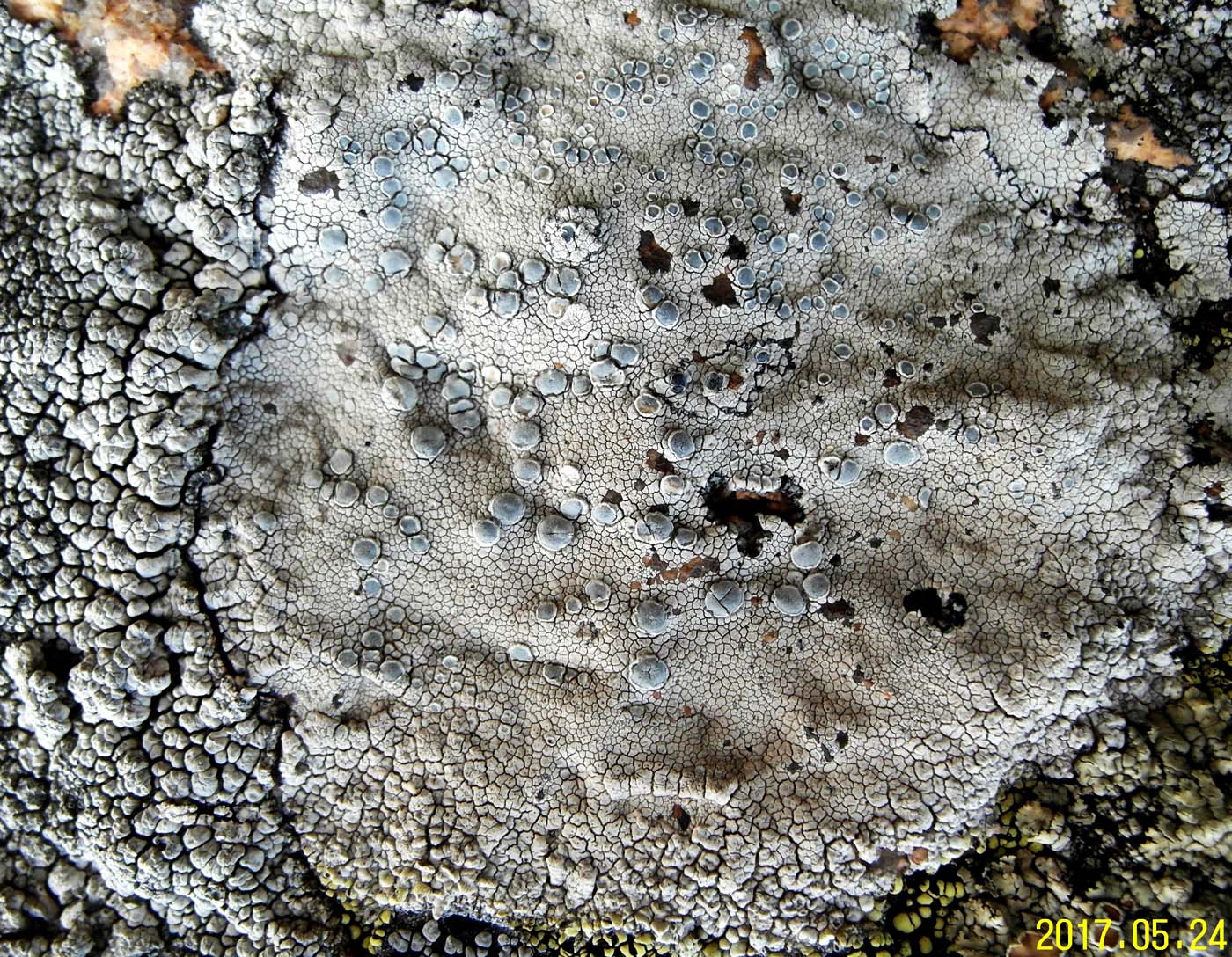 Изображение особи Lecanora rupicola.