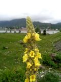 Verbascum thapsus