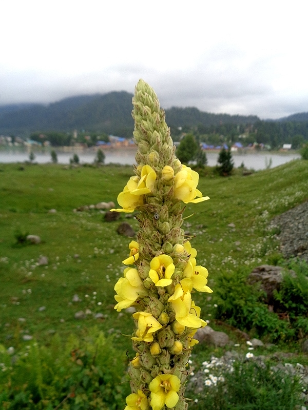 Изображение особи Verbascum thapsus.