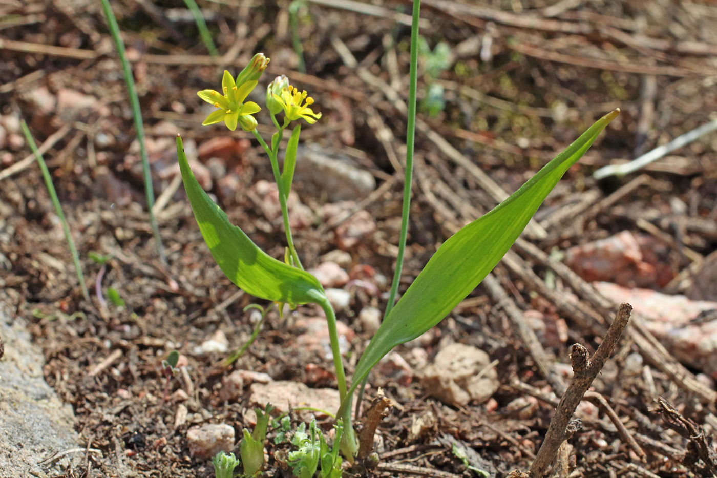 Image of Gagea dschungarica specimen.