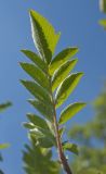 × Crataegosorbus miczurinii. Обратная сторона листа. Пермский край, г. Пермь, Кировский р-н, садовый участок, в культуре. 15 июля 2017 г.