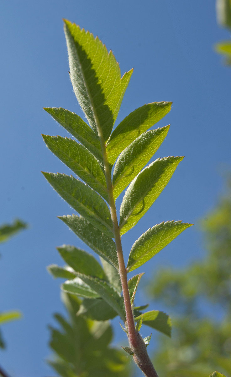 Изображение особи &times; Crataegosorbus miczurinii.