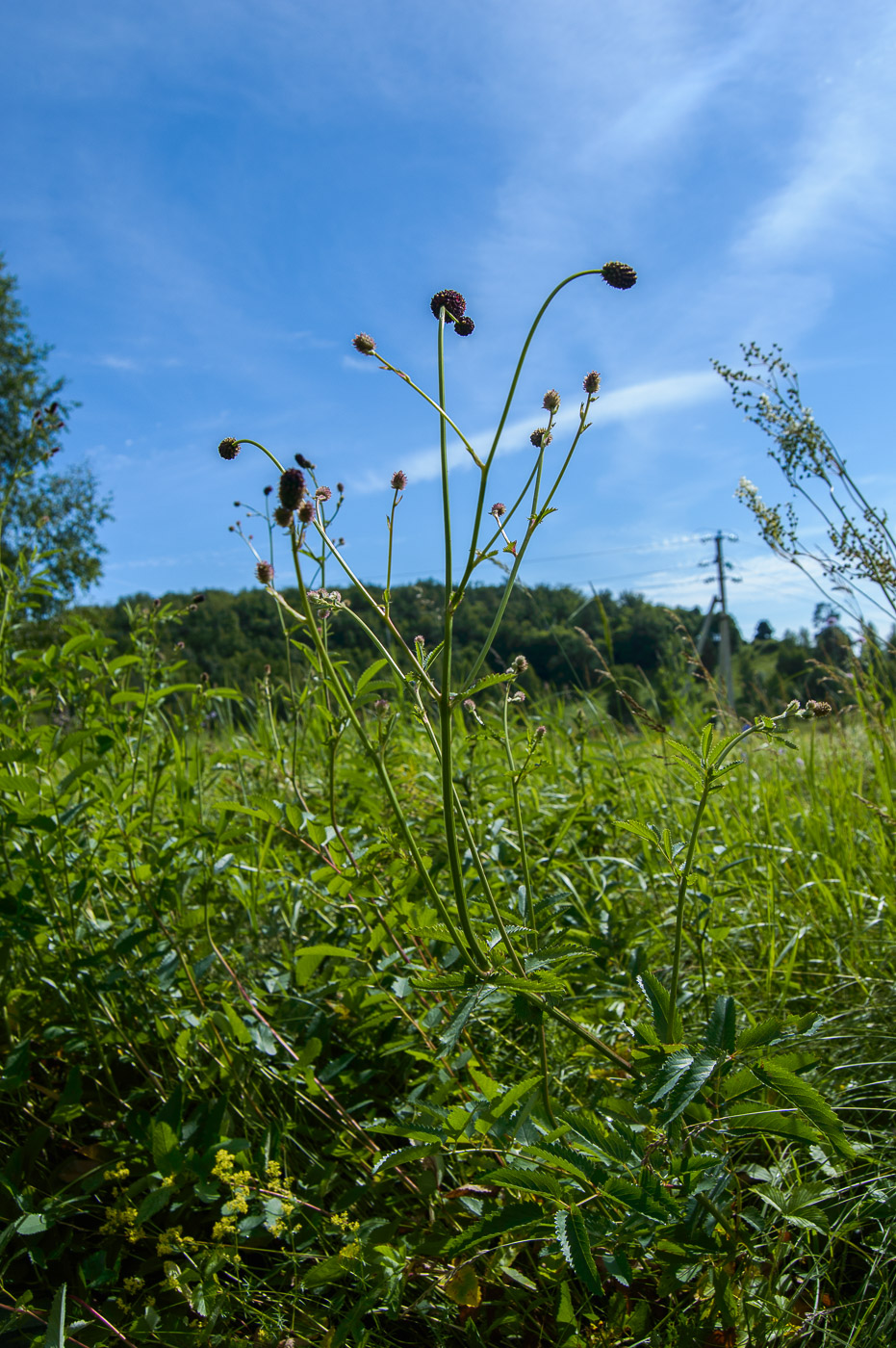 Изображение особи Sanguisorba officinalis.