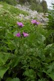 Linum hypericifolium