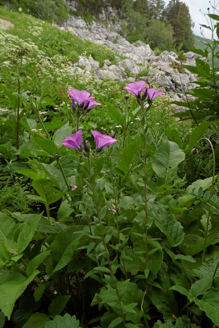 Изображение особи Linum hypericifolium.