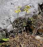 Allium flavum