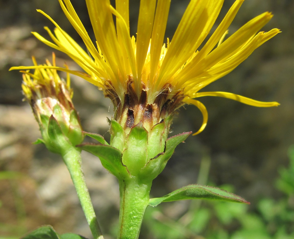 Изображение особи Inula aspera.