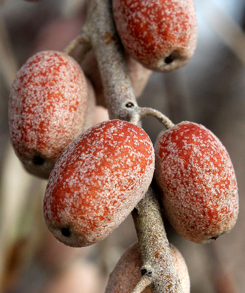 Image of Elaeagnus angustifolia specimen.