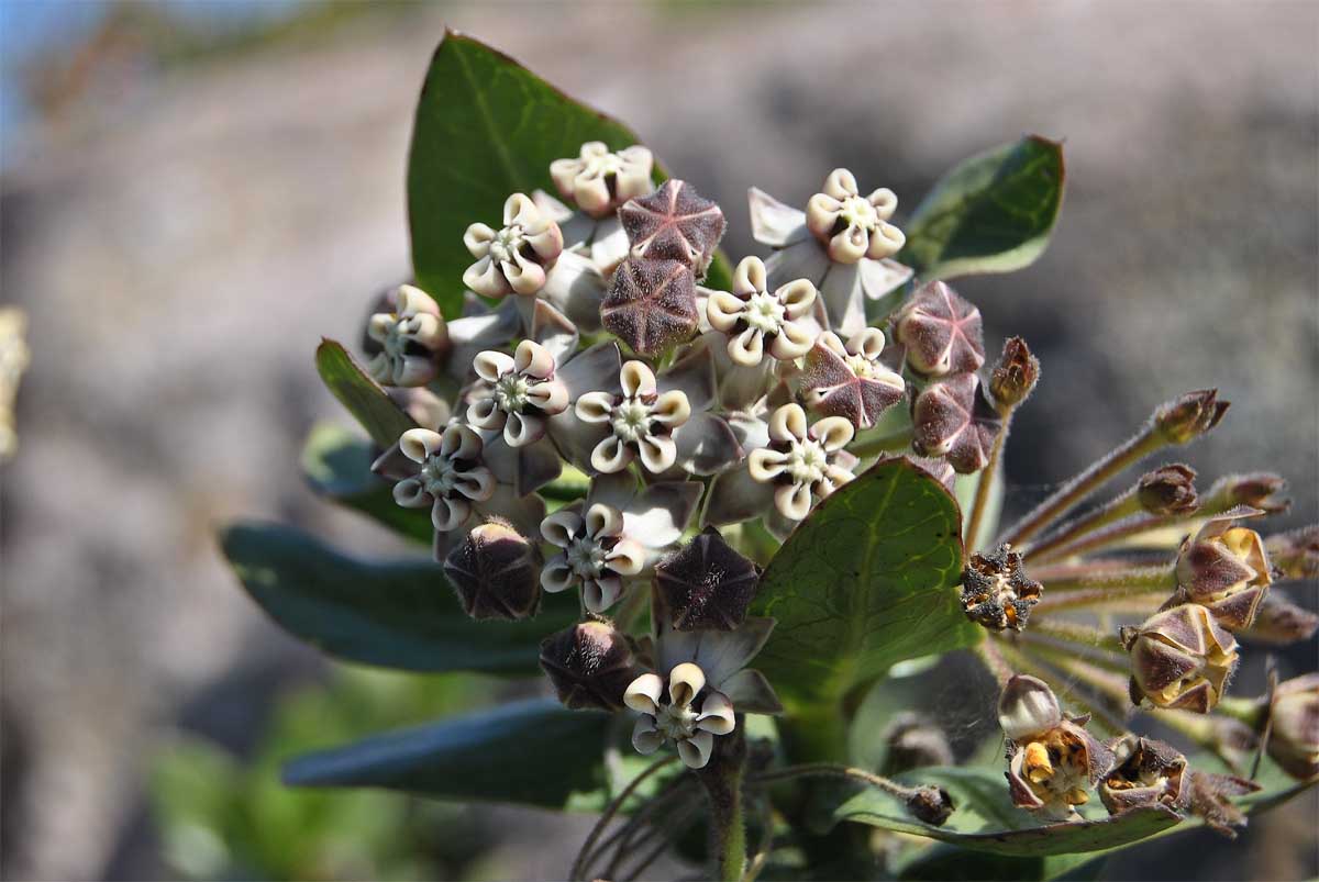 Изображение особи Gomphocarpus cancellatus.