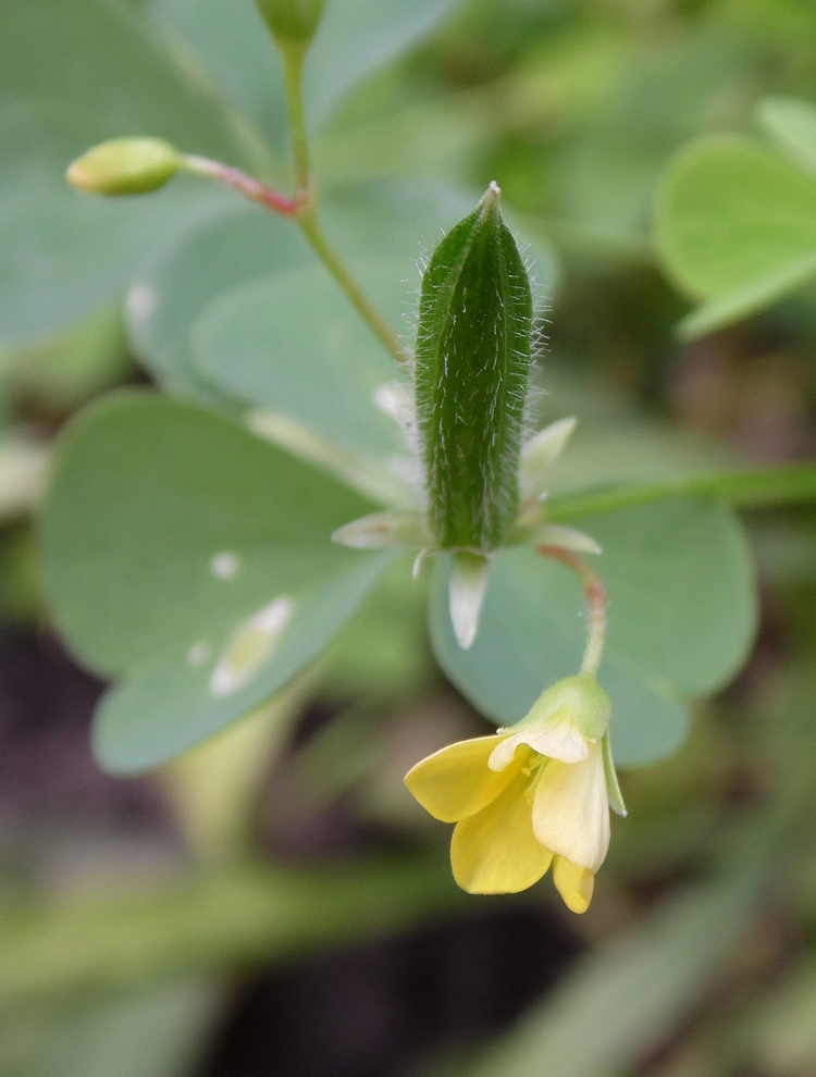 Image of Oxalis stricta specimen.