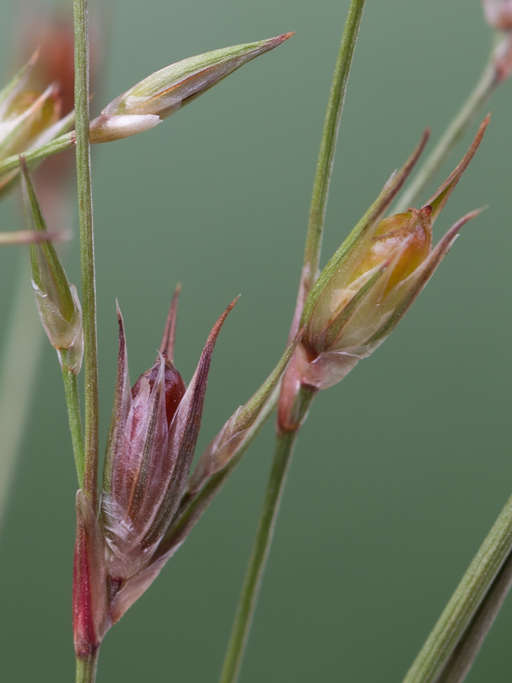 Изображение особи Juncus bufonius.