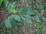 Fagus orientalis