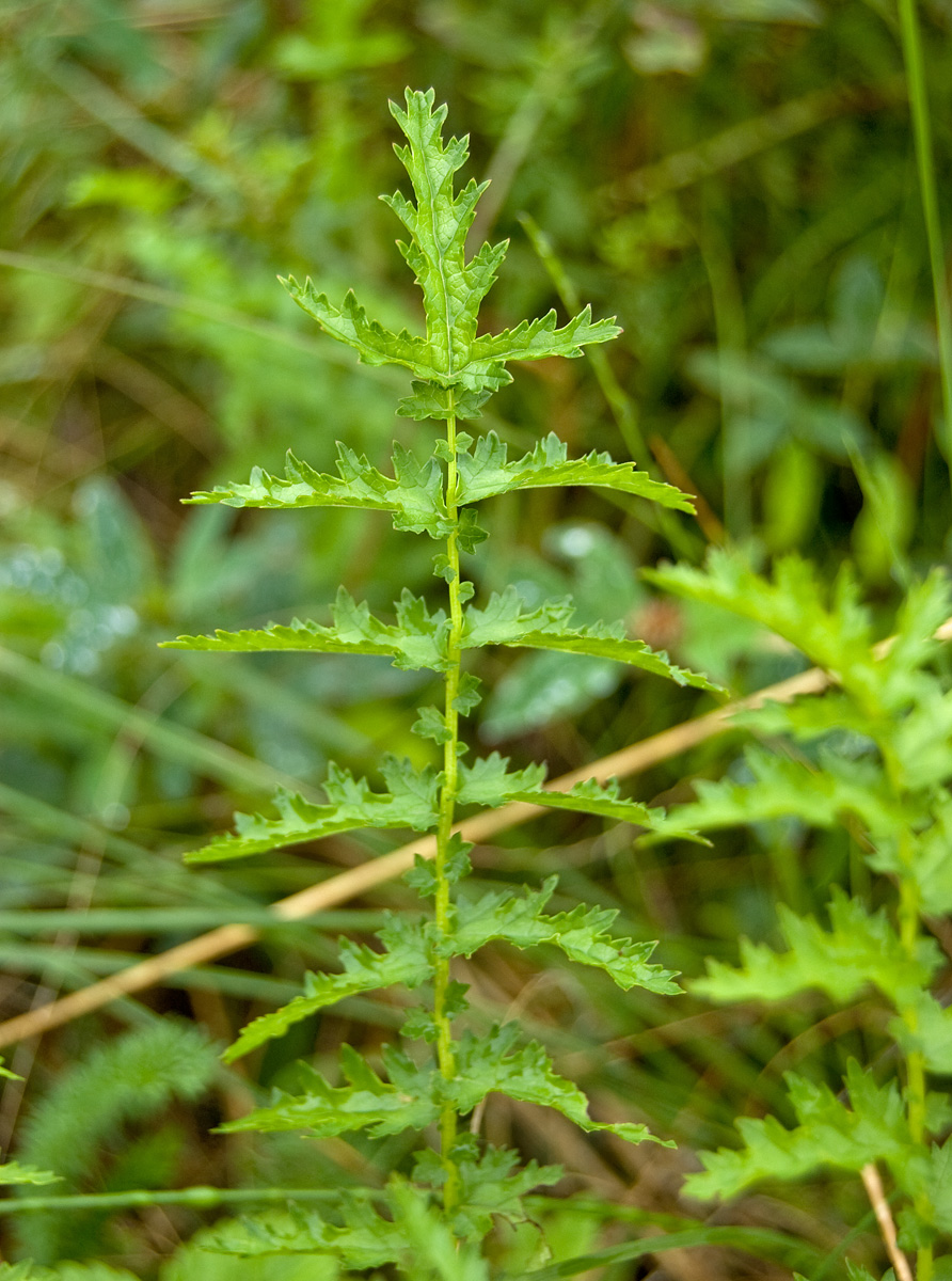 Image of Filipendula vulgaris specimen.