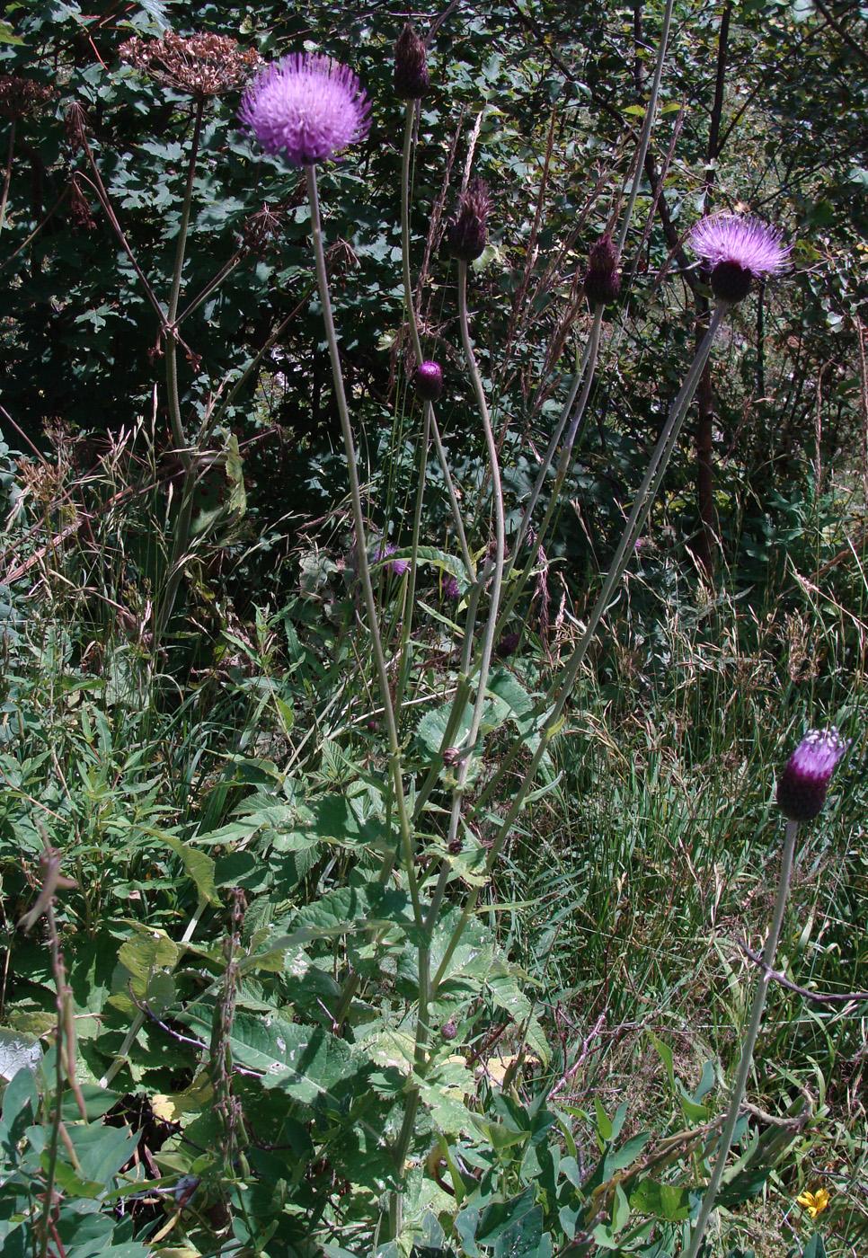 Изображение особи род Cirsium.