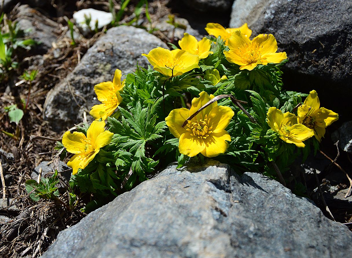 Изображение особи Trollius ranunculinus.