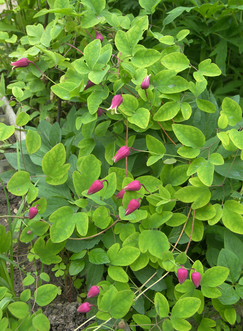 Изображение особи Clematis glaucophylla.