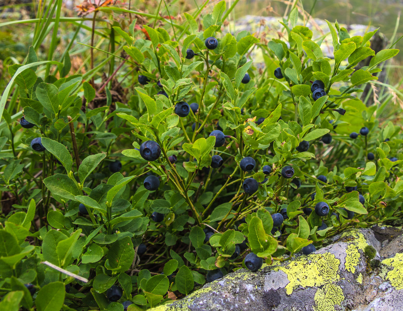 Image of Vaccinium myrtillus specimen.