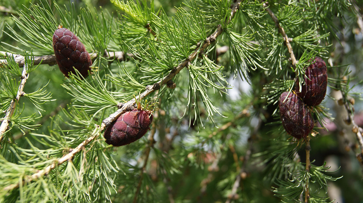 Изображение особи Larix sibirica.