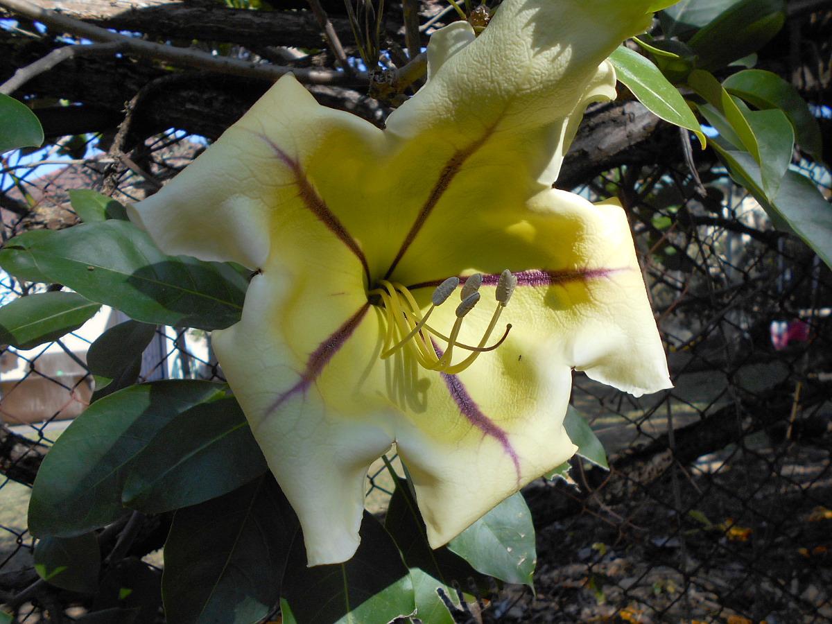 Image of Solandra maxima specimen.