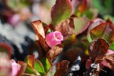 Vaccinium uliginosum subspecies microphyllum. Верхушка цветущего растения. Чукотка, побережье бухты Провидения, кустарничково-лишайниковая тундра. 15.06.2012.