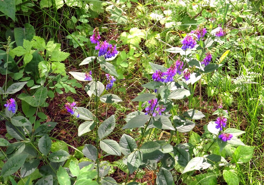 Изображение особи Vicia unijuga.