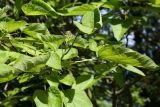 Catalpa bignonioides