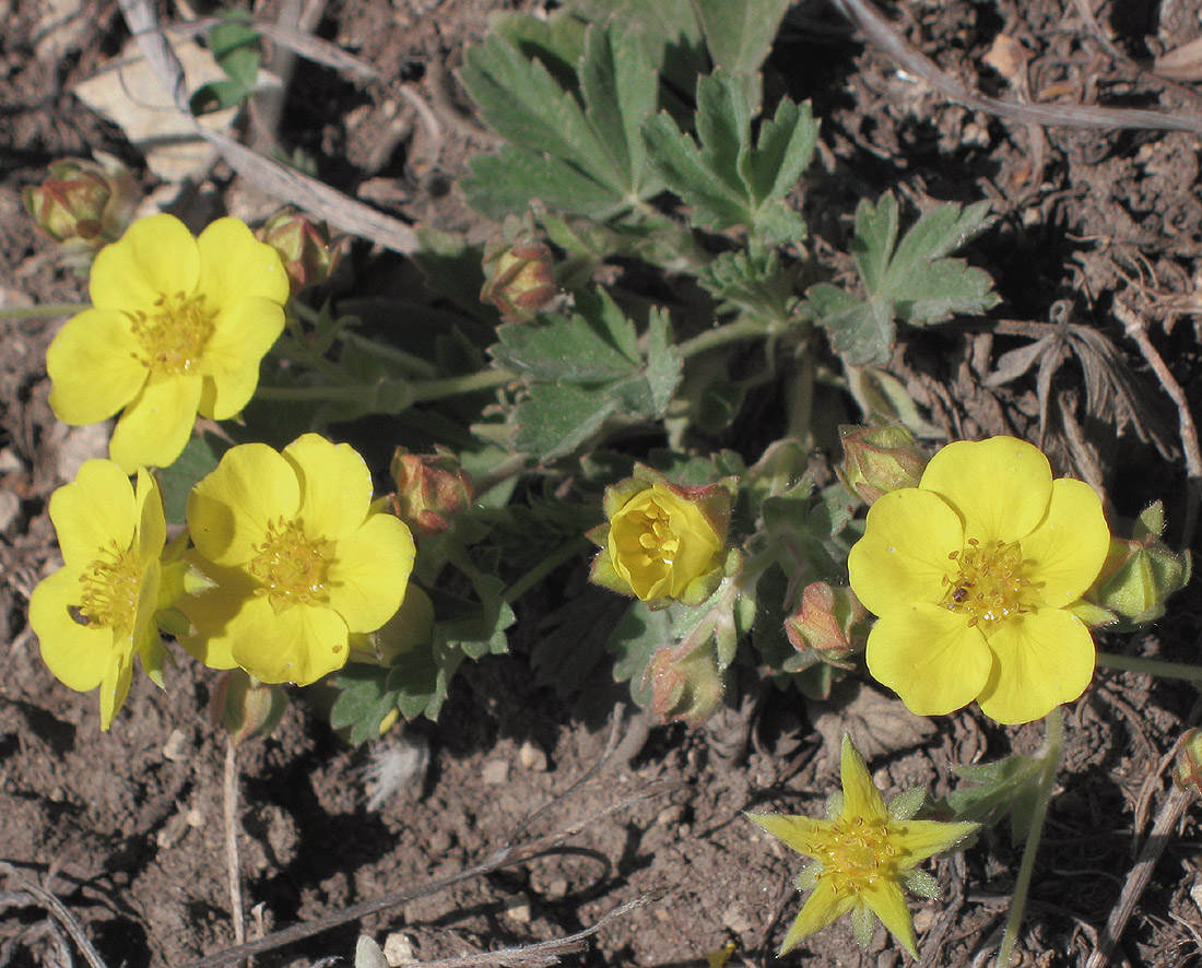 Изображение особи Potentilla incana.