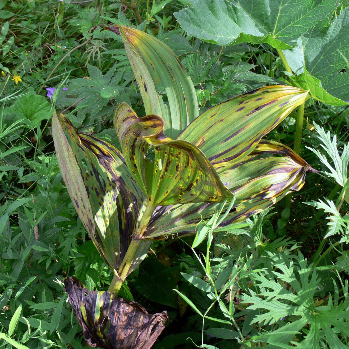 Image of Veratrum lobelianum specimen.