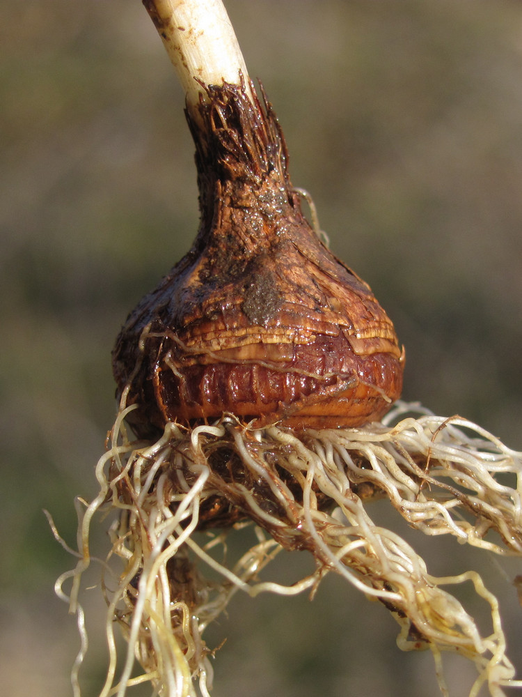 Image of Crocus tauricus specimen.