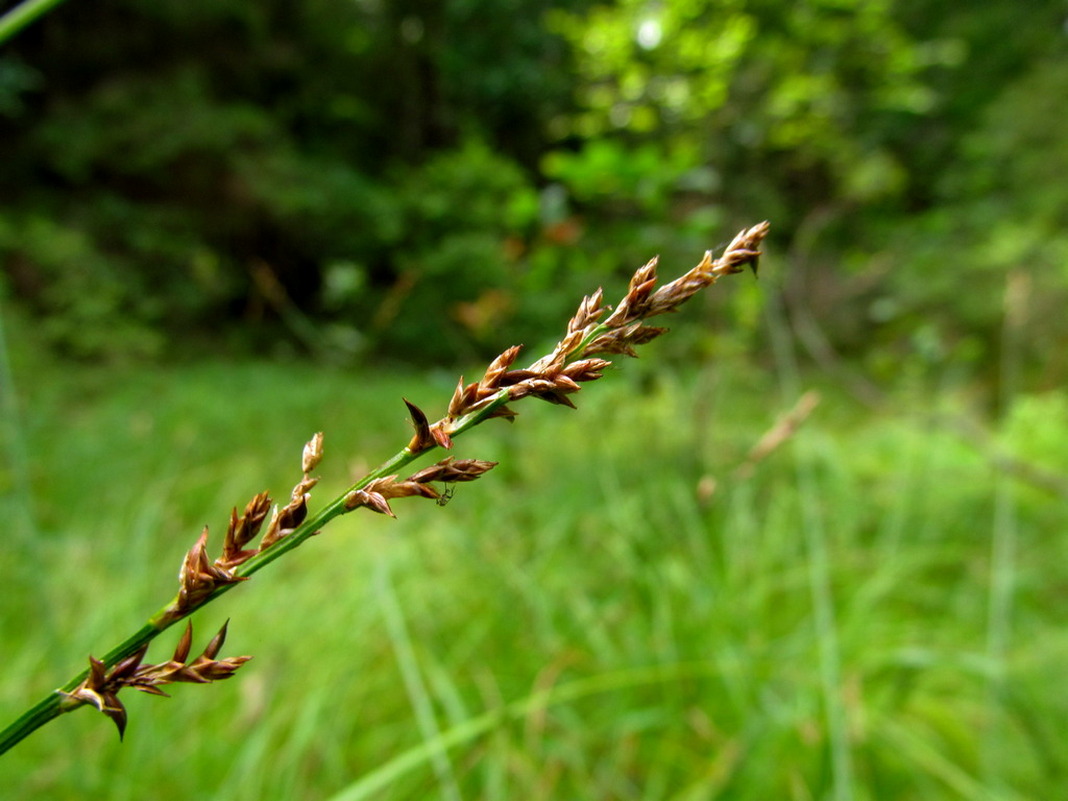 Изображение особи Carex elongata.