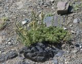 genus Artemisia. Цветущее растение. Республика Алтай, Кош-Агачский р-н, пос. Ташанта. 27.07.2008.