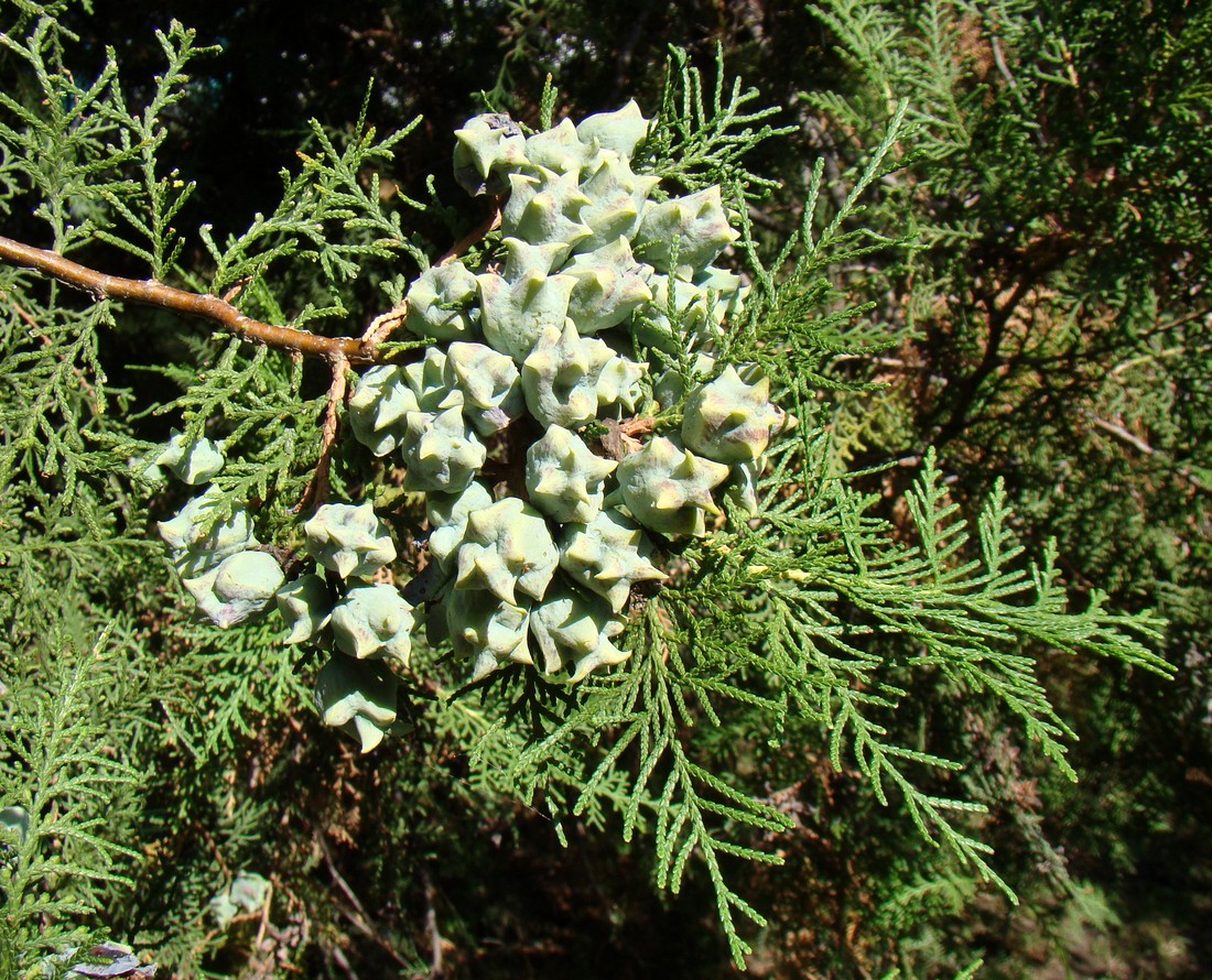 Image of Platycladus orientalis specimen.