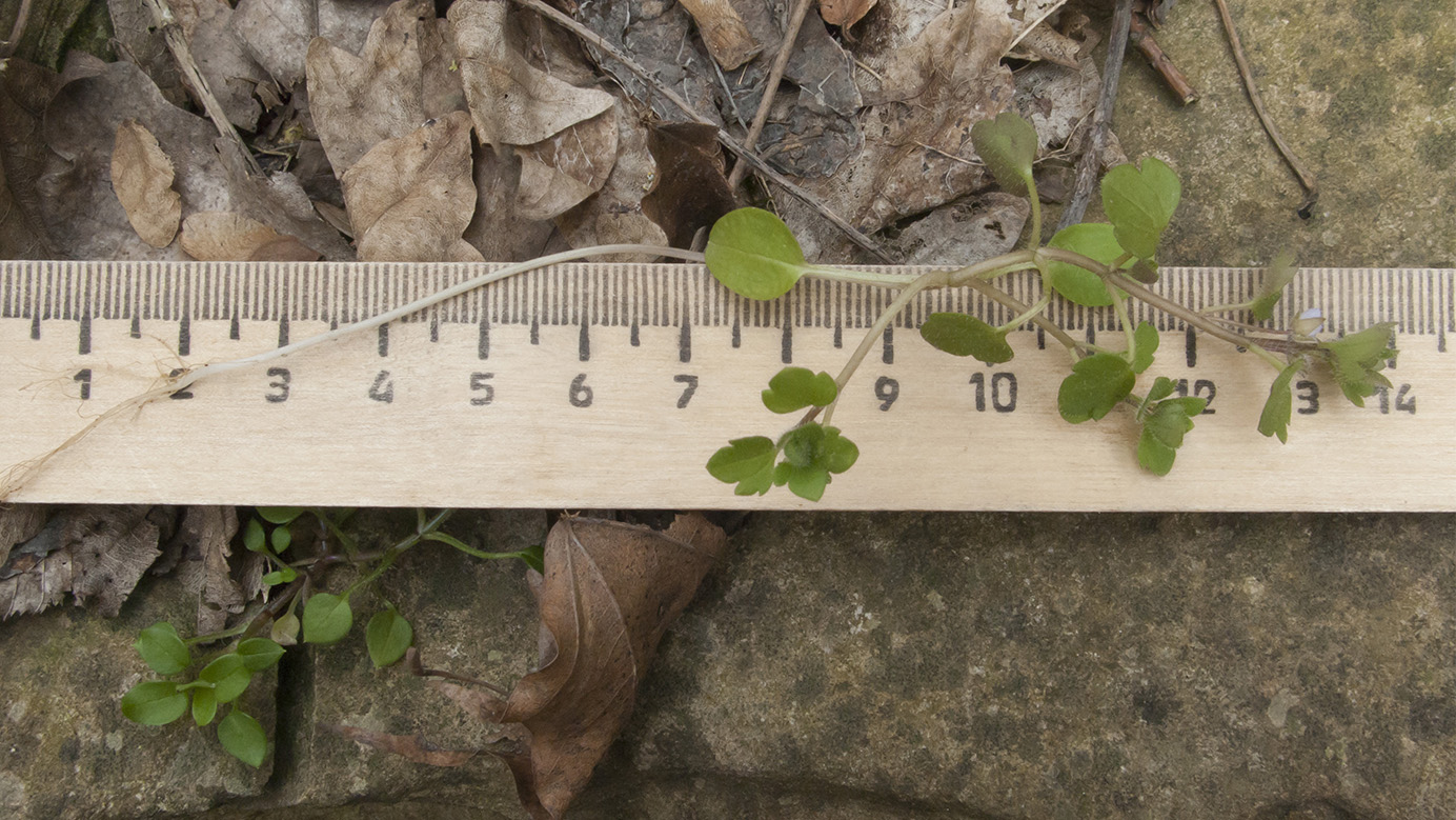 Image of Veronica sublobata specimen.