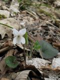 Viola dehnhardtii
