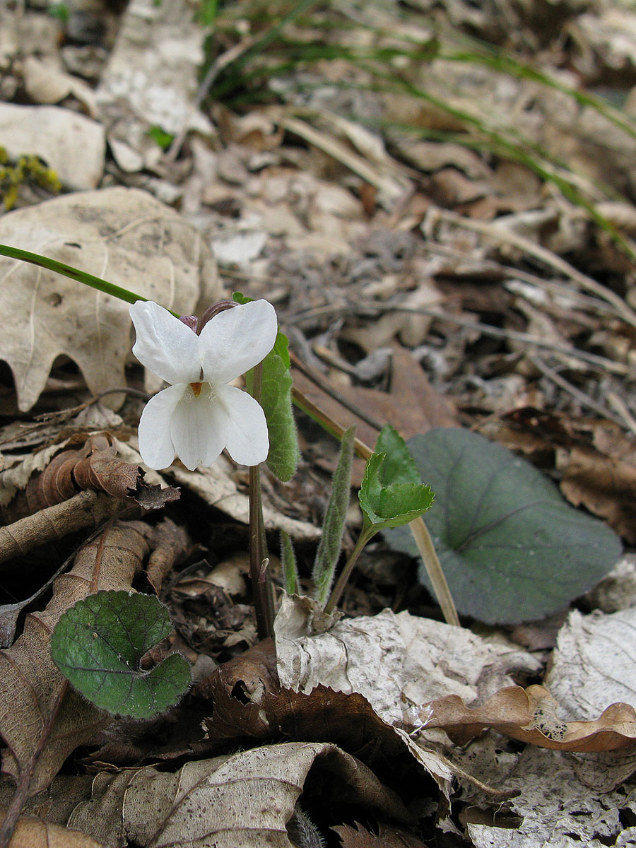 Изображение особи Viola dehnhardtii.