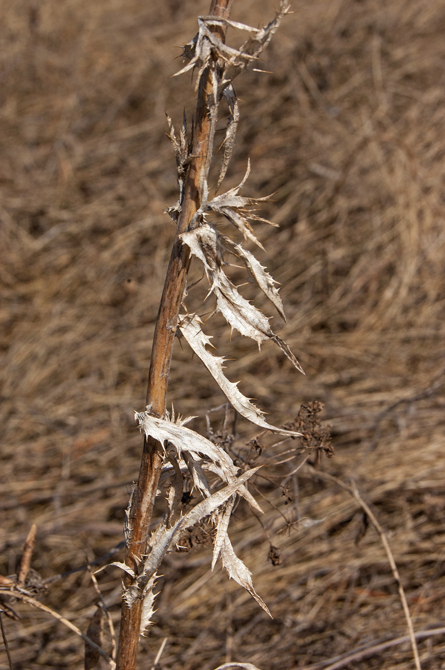 Image of Carlina intermedia specimen.