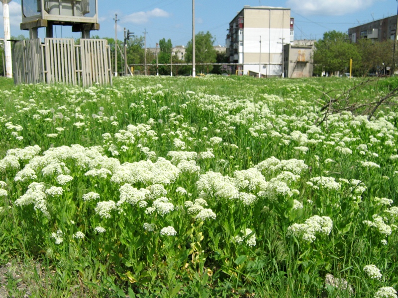 Image of Cardaria draba specimen.