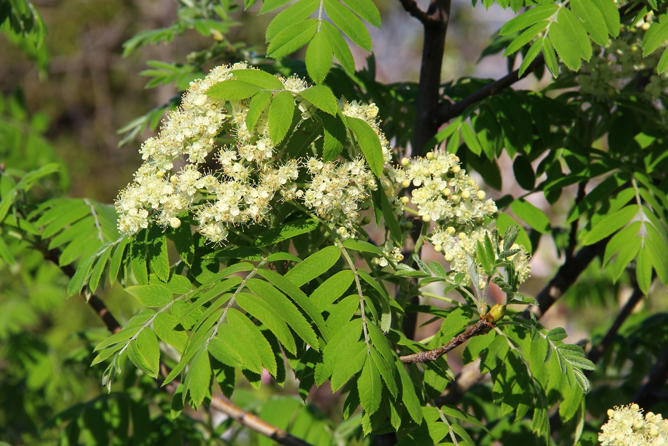 Image of Sorbus domestica specimen.