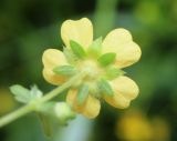 Potentilla canescens