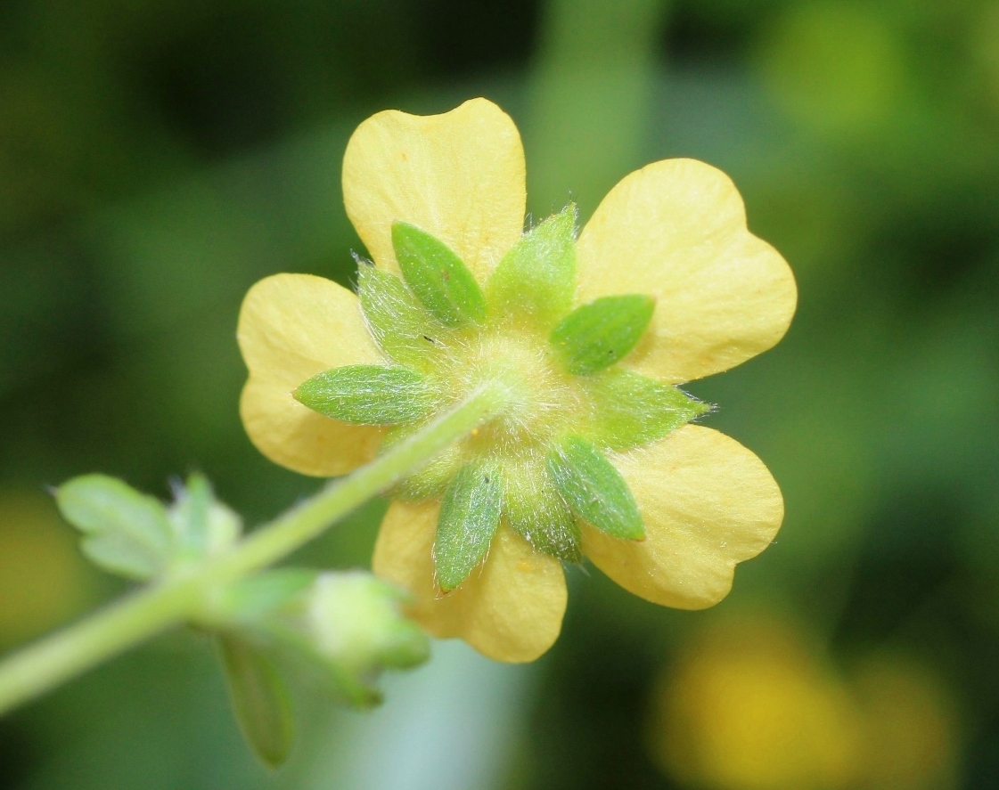 Изображение особи Potentilla canescens.