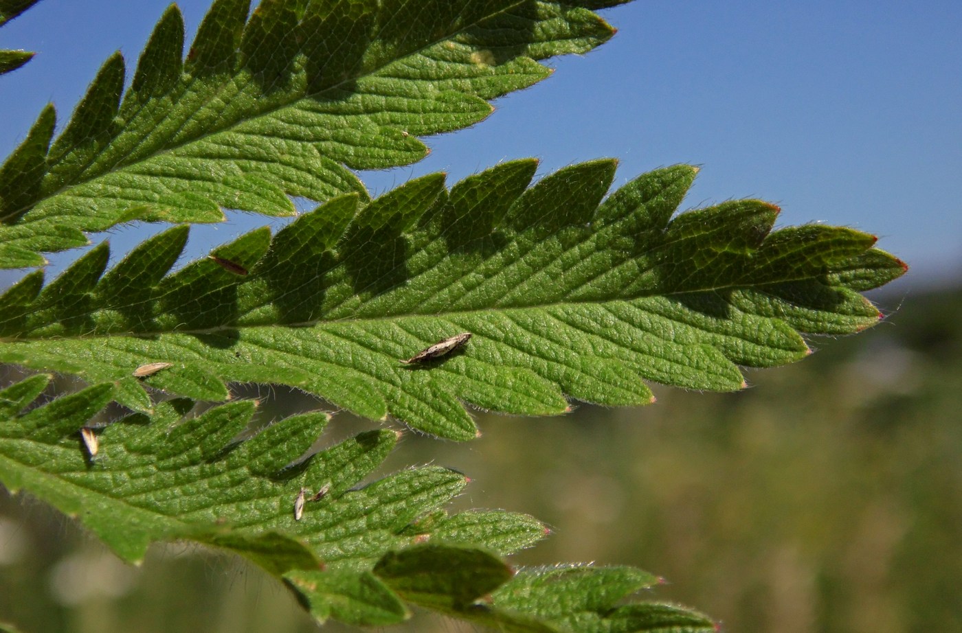 Image of Potentilla recta specimen.