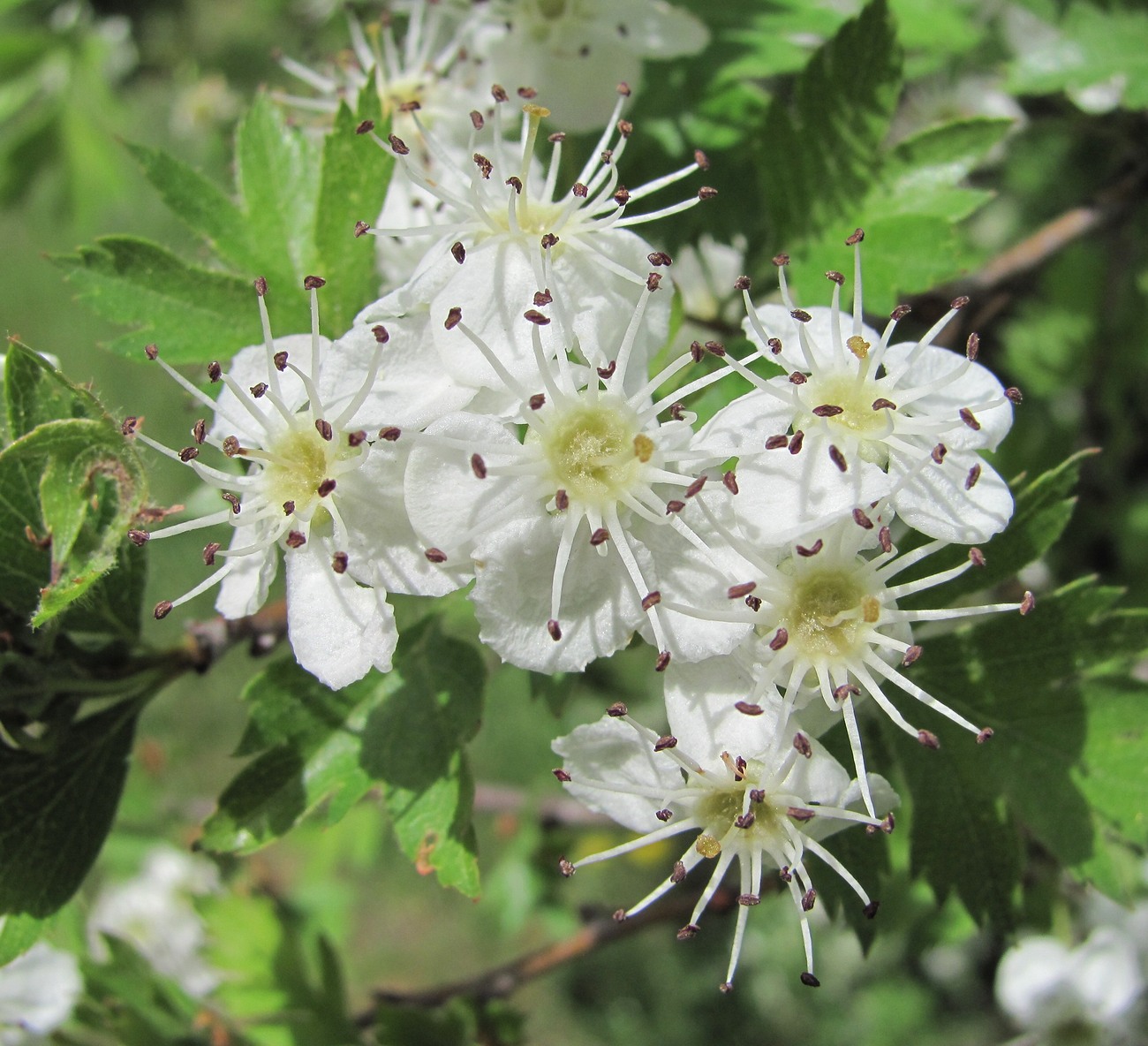 Изображение особи Crataegus pallasii.