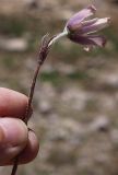 Pulsatilla violacea. Цветок. Северная Осетия, Алагирское ущелье, окр. пос. Ниж. Унал, засушливая котловина, 950 м н.у.м. 07.05.2010.