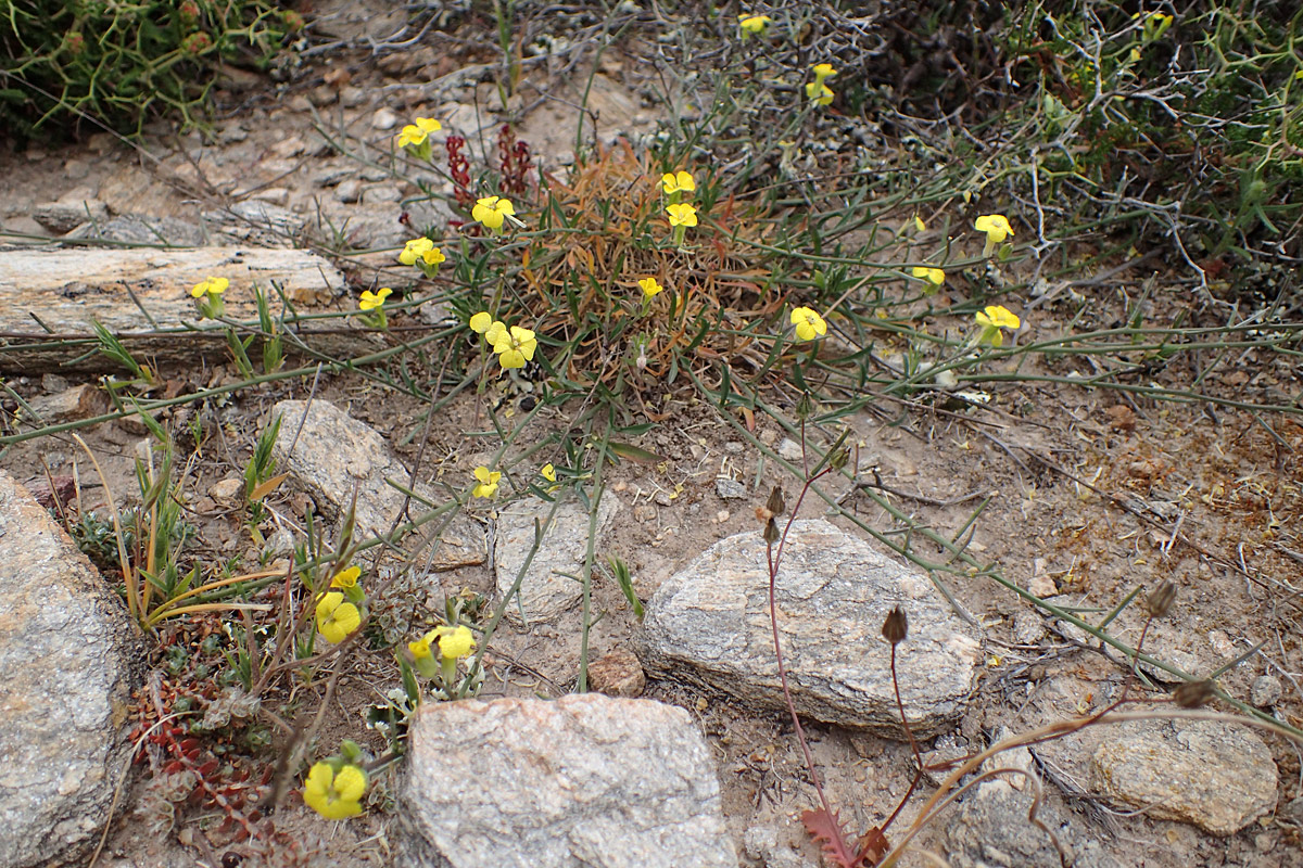 Изображение особи Erysimum pusillum ssp. hayekii.