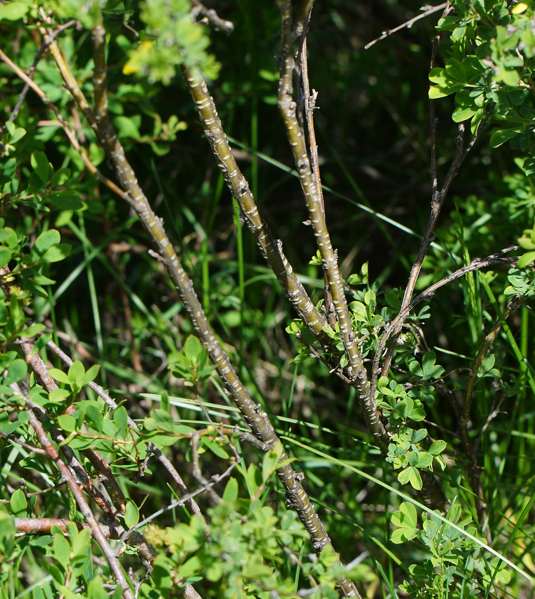 Image of Caragana frutex specimen.