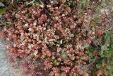 Sedum eriocarpum ssp. delicum